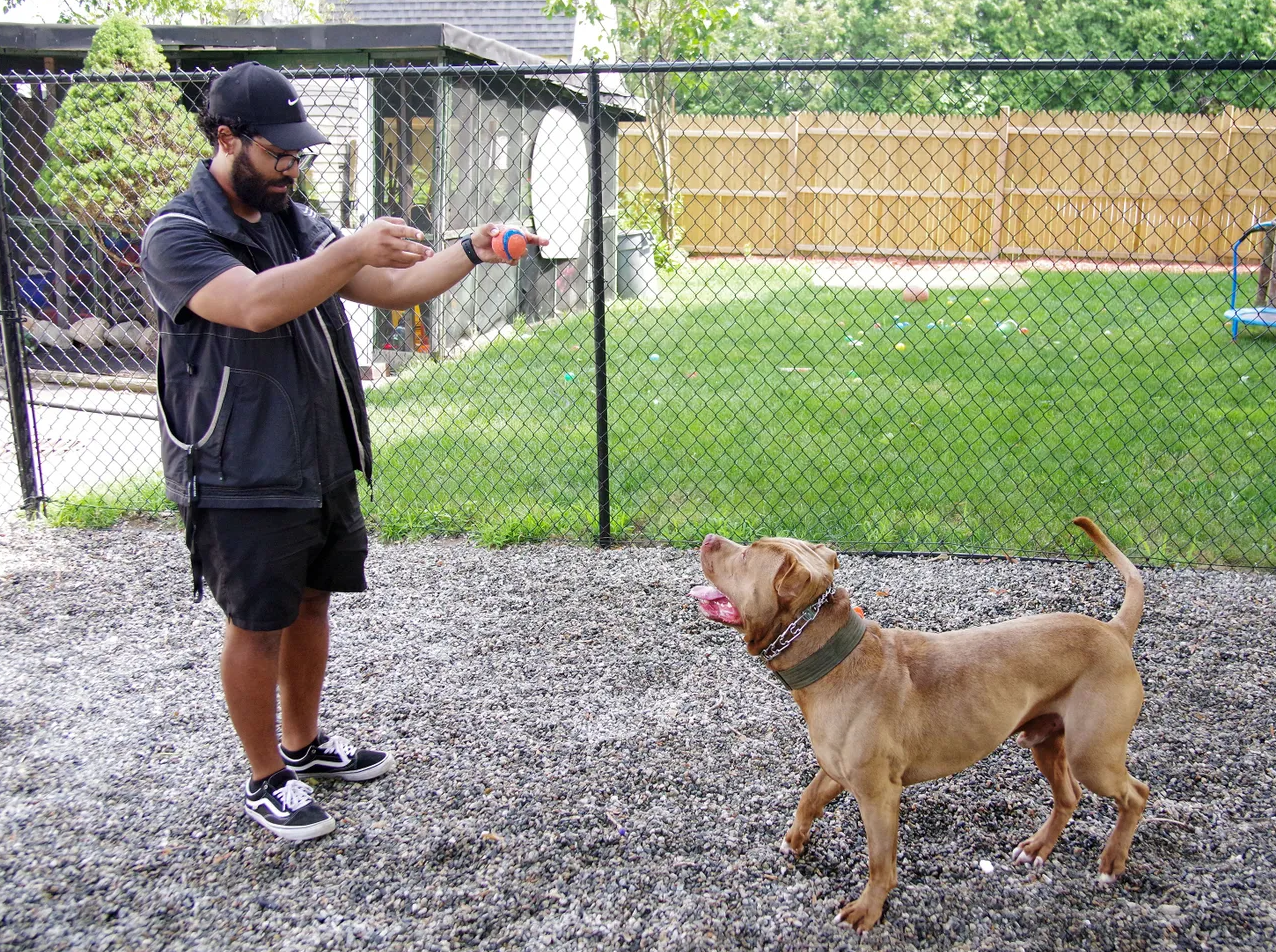 Canine City Dog Training Program in Taunton